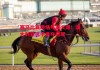 ysbSPORTS-赛马比赛现场气氛火爆！澳大利亚选手勇夺冠军